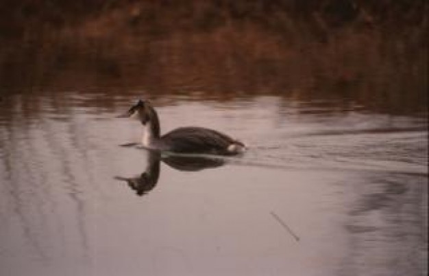 swimming bird alone swimming over dusk lake