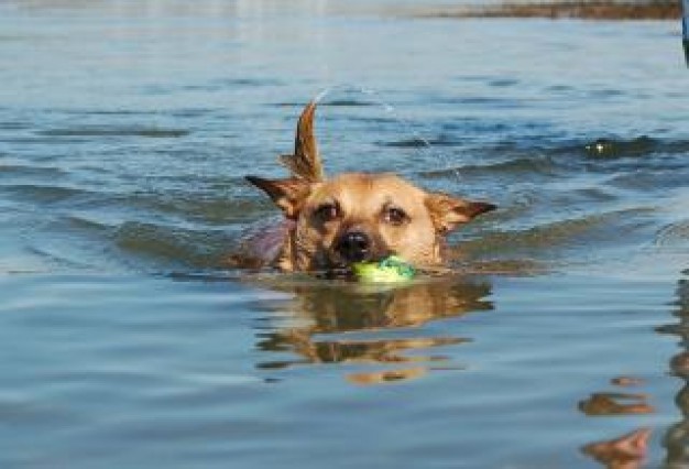 Swimming leaning Sport to swim about Swimming and Diving Water Sports
