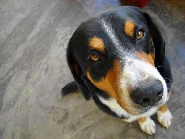 swiss dog close-up facial