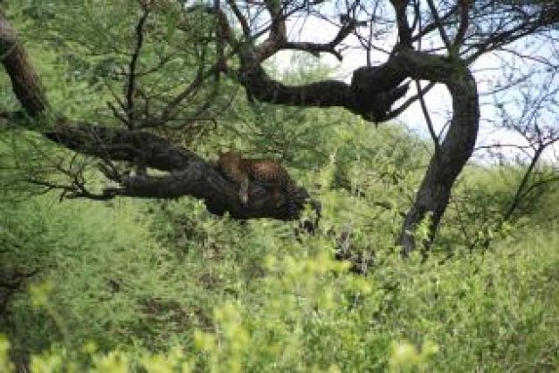 Tanzania leopard Africa safari about Conservation Area Serengeti National Park