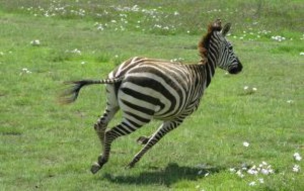 Tanzania zebra Ngorongoro Conservation Area about Africa Serengeti National Park