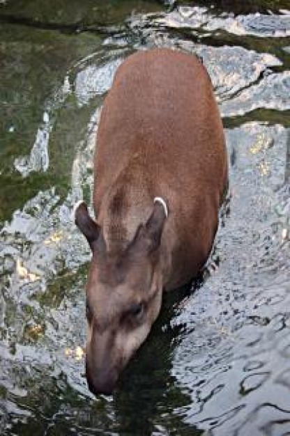 Tapir brazilian South American tapir walking in water about Brazil Amazon rainforest