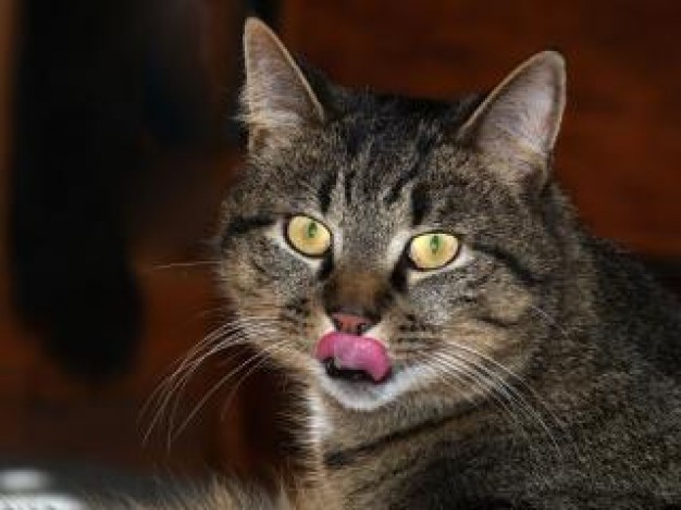 tasty Pets Cat about Recreation Animal Health Mammals Felidae