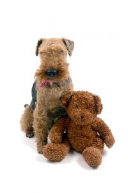 Teddy bear dog Recreation next to a teddy bear about Bear Toys