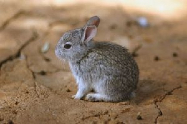 teeny weeny bunny sitting at the mud surface