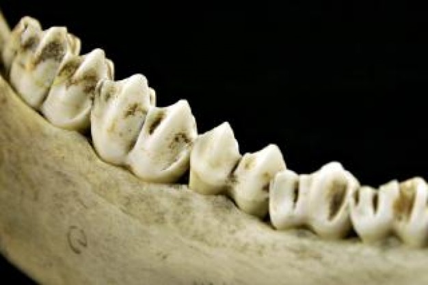 teeths Egypt about Mark death art close-up