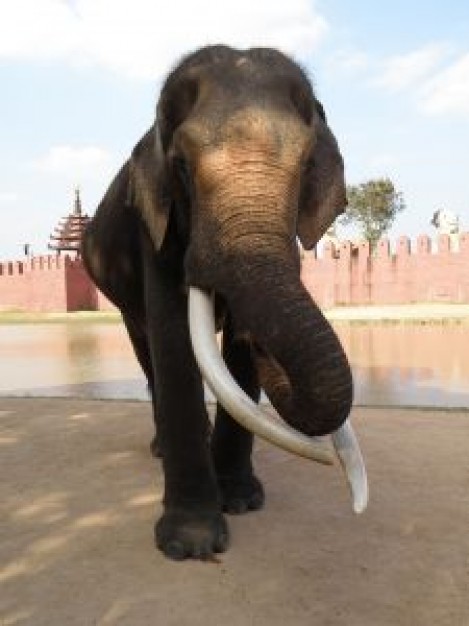 Thailand elephant in thailand about Asia Asian elephant