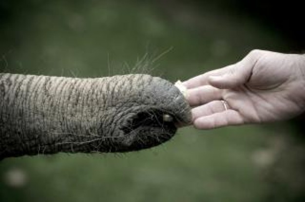 the big nose of elephant hanging with small hand