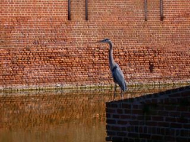 the bird alone with brown wall background