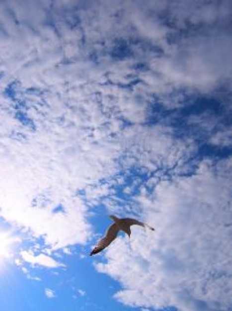 the bird flying over cloudy blue sky