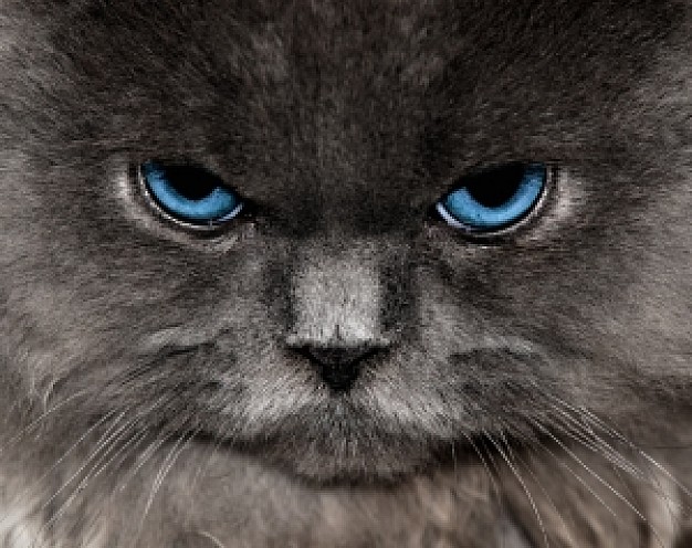 the cat front view with malicious light blue eyes