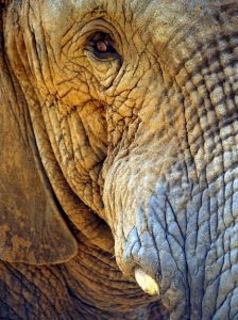 the great african elephant close-up facial