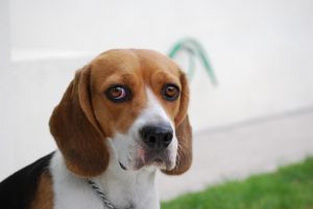 the look of cute sad dog at the corner