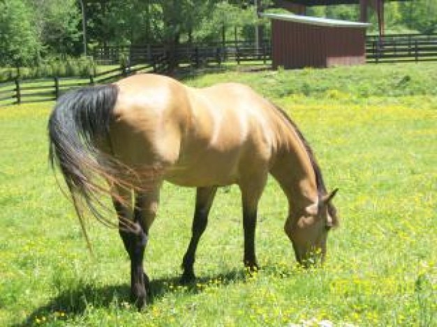 the love of horses eating at grassland farm