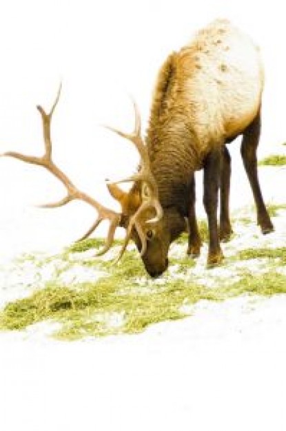 the red nosed reindeer crouching and eating grass