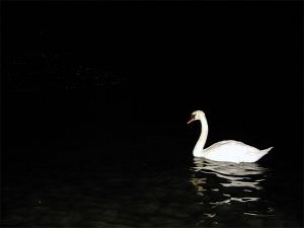 the swan swimming at night