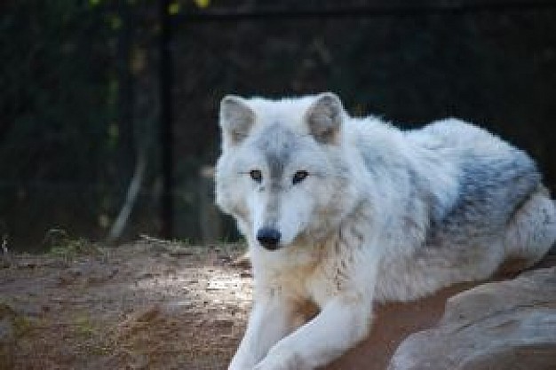 the white wolf lying on rock in Contrast forest