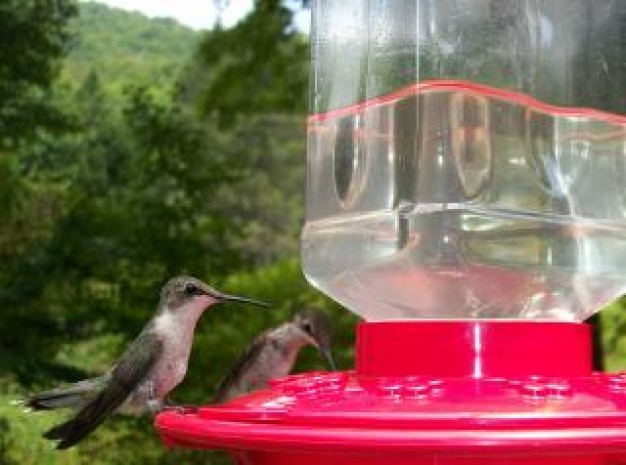 thirsty birds stopping on red water dispenser