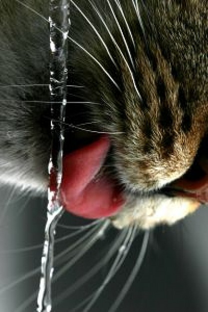 thirsty cat drinking from water flow