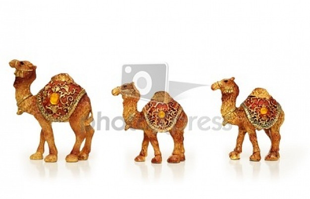 three camels of dromedary desert animal in side view