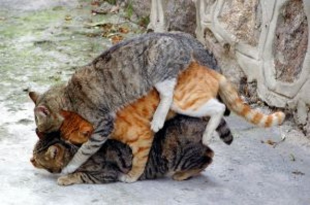 three fold cat showing friendship