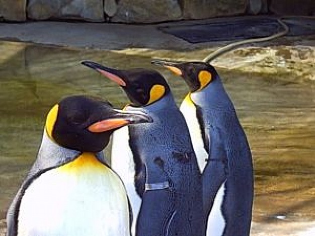 three mates penguin walking and resting