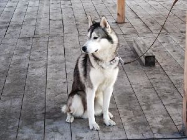 tied dog with brick floor