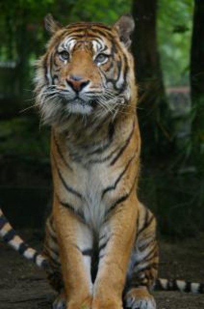 Tiger Biology animal sitting in front view about Zoology Zoos and Aquariums