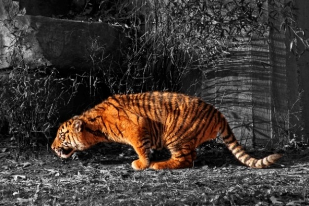 tiger cub walking at autumn grass in side view