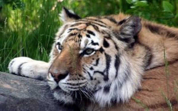 tiger flying on the stone