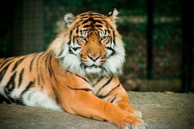 tiger front view in zoo