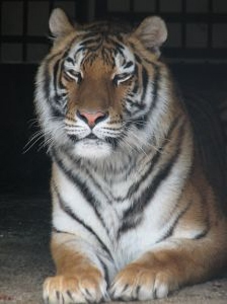 tiger front view with dark background