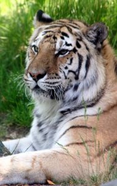 Tiger India about George Schaller Wildlife in grassland