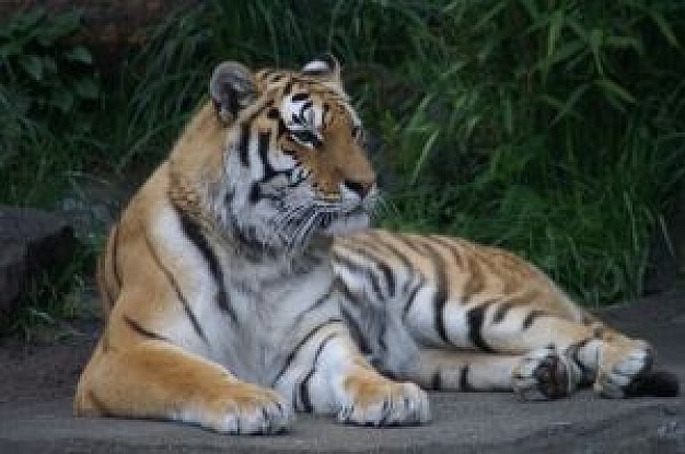 tiger lying and resting on road