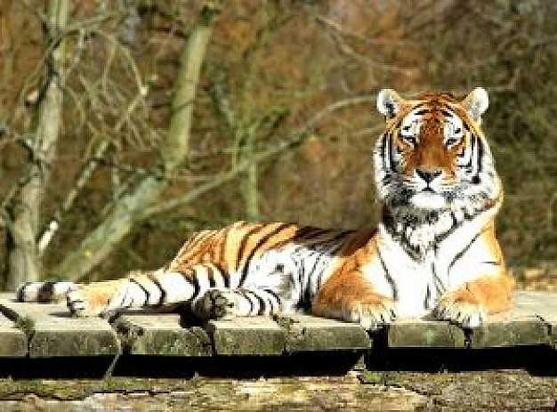 tiger lying on wood plate resting