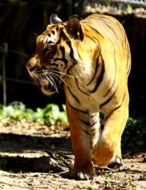 tiger of big cat series walking mud road under sun light