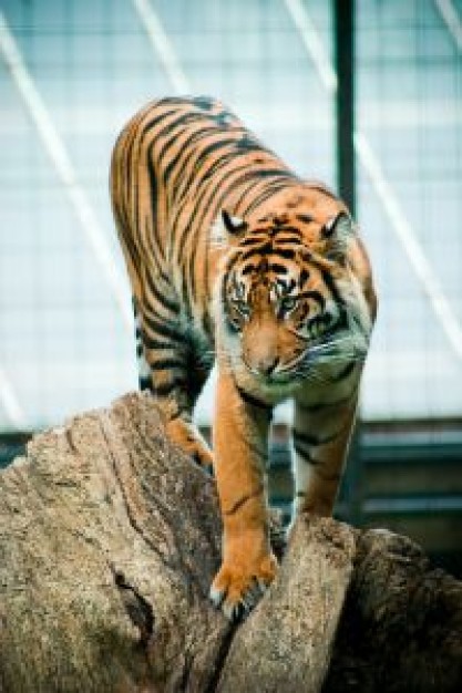 tiger standing on stone