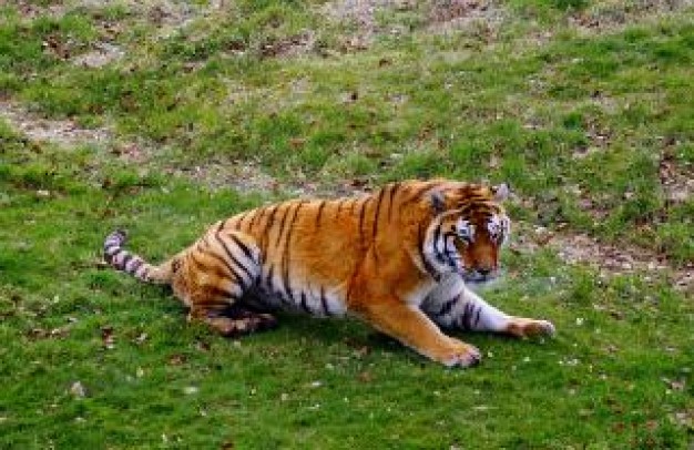 Tiger TIGERS FOREVER about animal in field