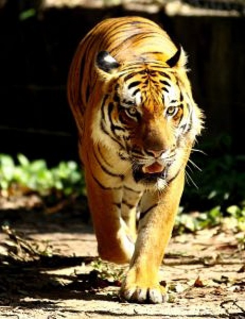 tiger under sunlight front view of big cat series