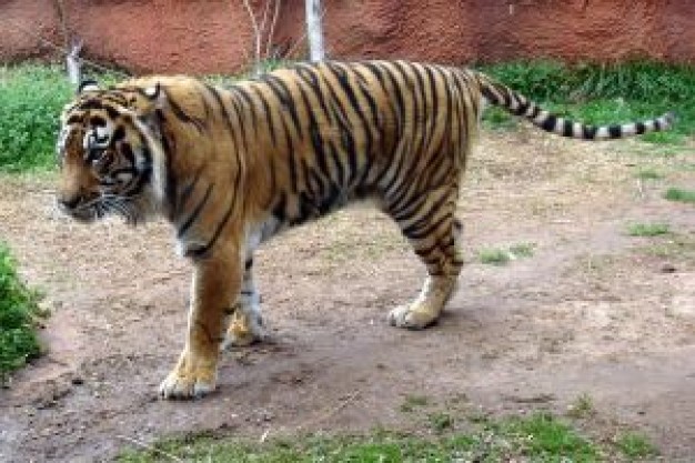 tiger walking at zoo with some grass