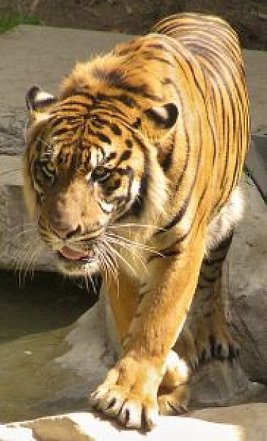 tiger walking to you in zoo