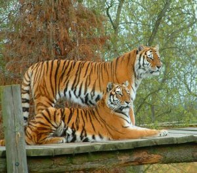 tigers resting on stage with trees background