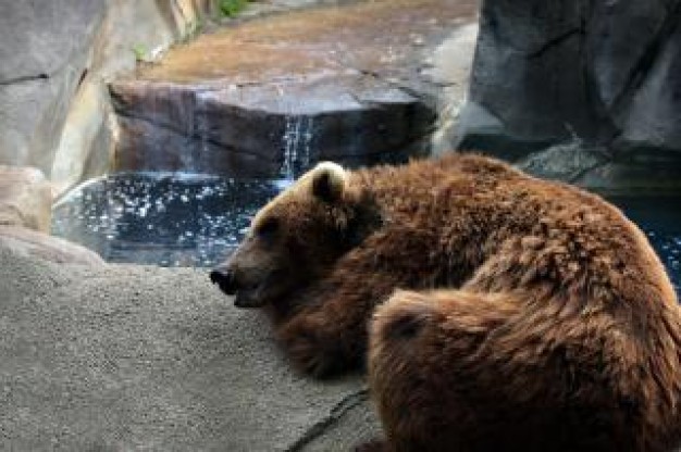 tired bear sleeping on stone nearby water