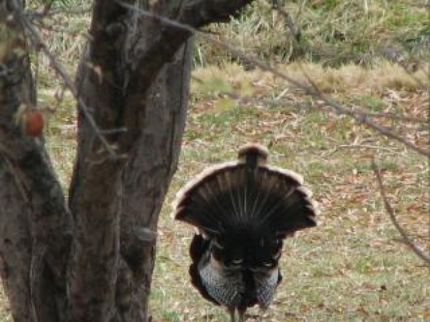 tom turkey in full glory with back view in forest