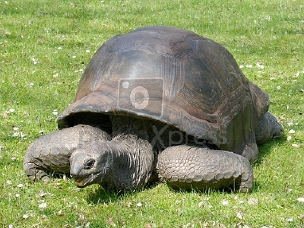 tortoise of animal reptile with armor crawling at the grass