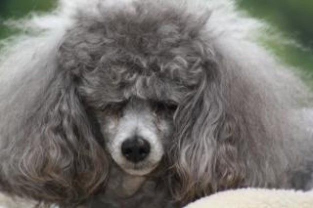 toy poodle front view with bad hair