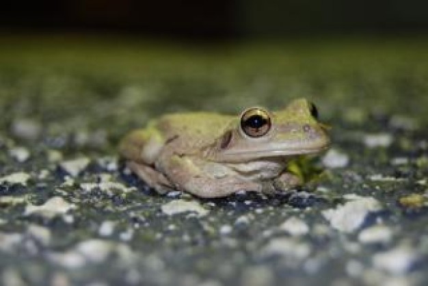 Tree frog animal about Biology Costa Rica