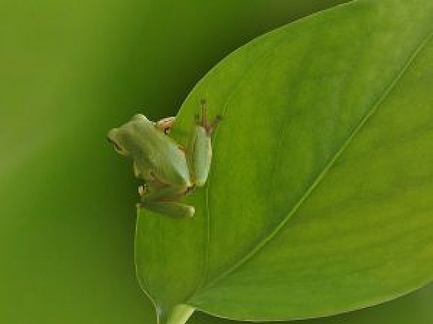 tree frog stopping on green leaf