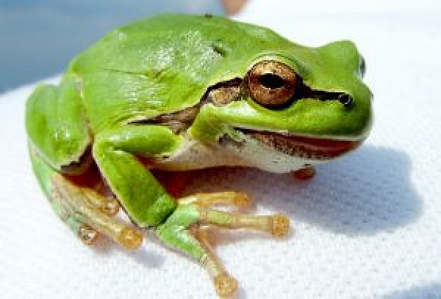 tree frog with greenback and white bottom