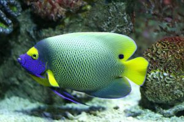 tropical fish side view in Aquarium